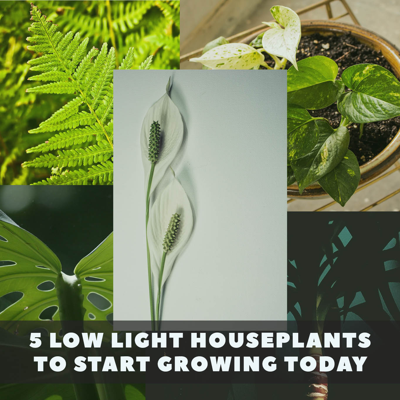 5 Low Light Houseplants To Start Growing Today