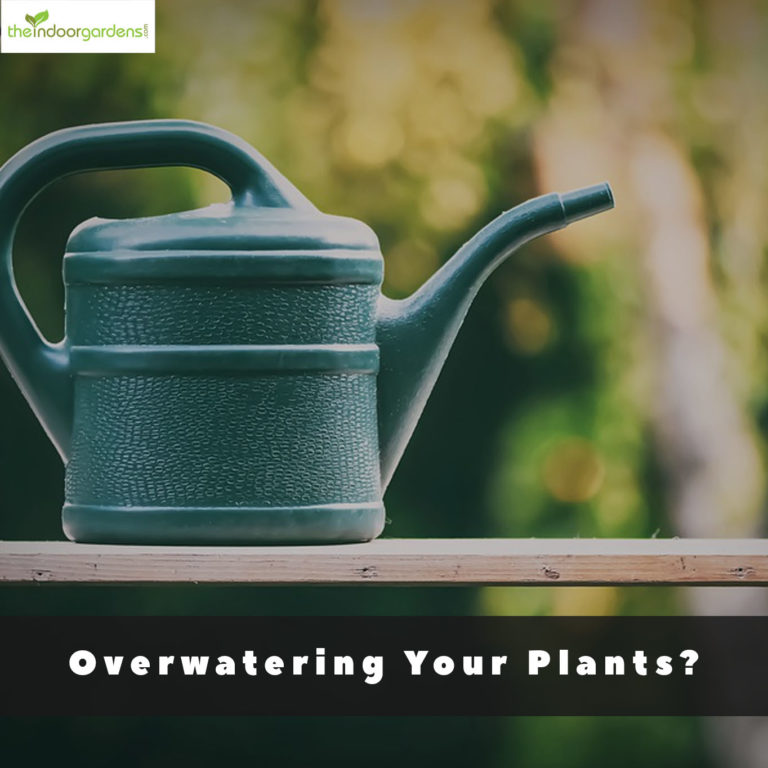Overwatering Plants - Understand Your Plant's Water Needs