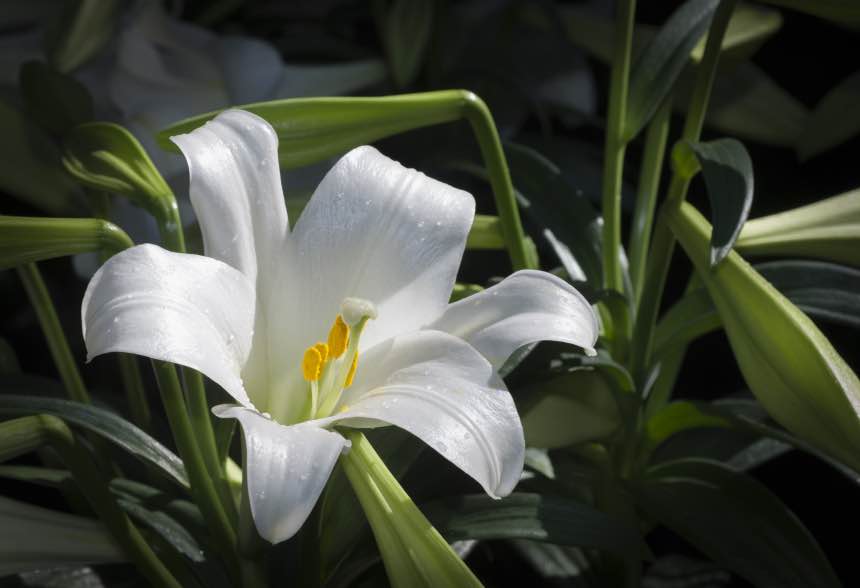 Growing a Peace Lily in Water