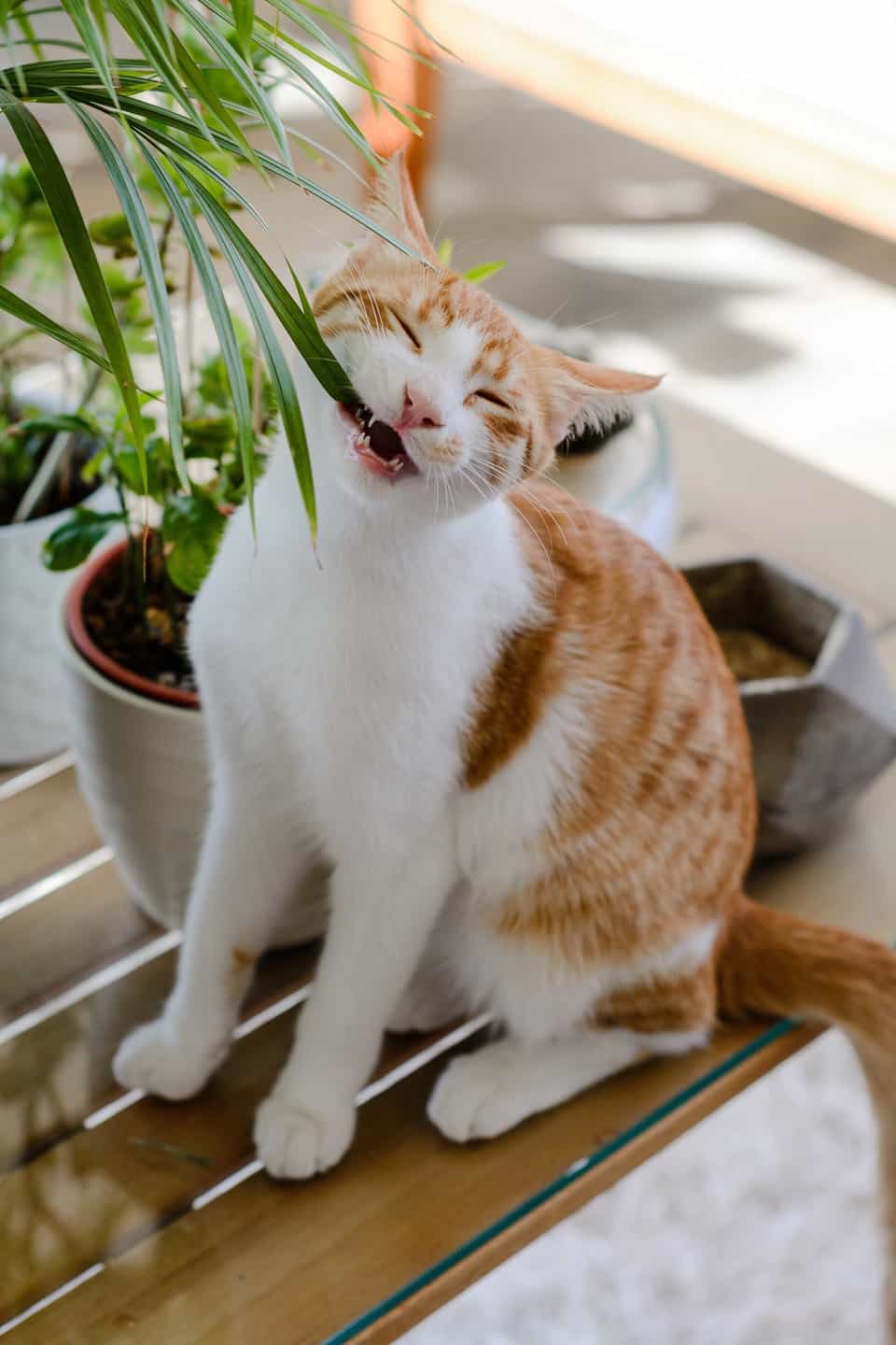 Pet Safe House Plants