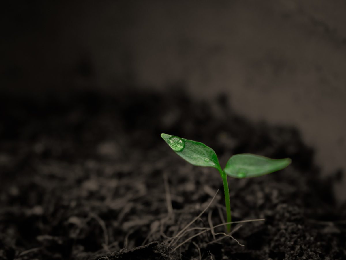 Gardeners Guide To Soil (Indoor and Outdoors)