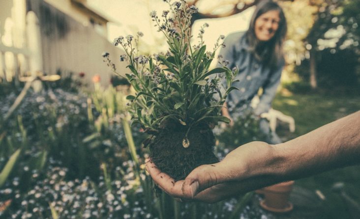 Root Rot - What It Is and How To Prevent It