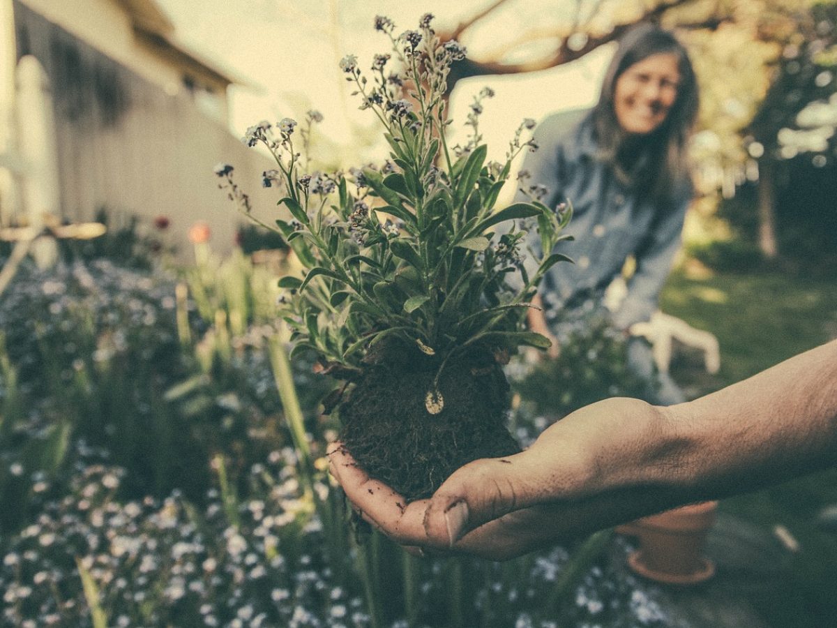 5 Simple Gardening Tips For Beginners