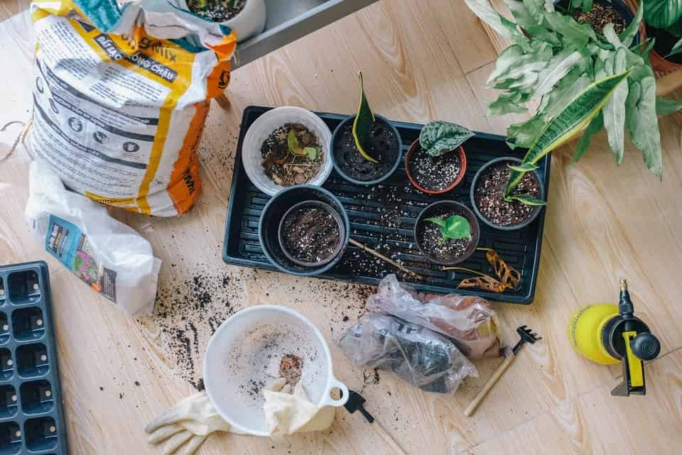 Plants You Should Start Growing In March