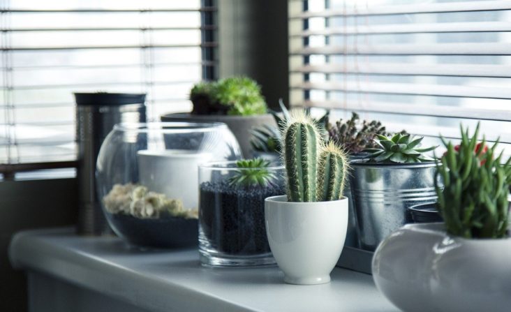 5 Ways to Create a Plant Loving Home