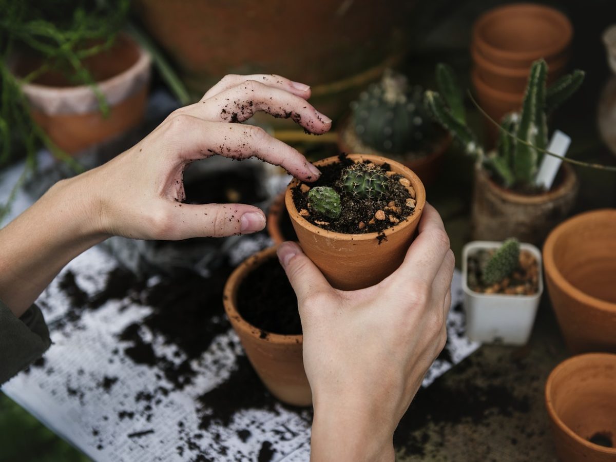 Moving Houseplants Outdoors During The Summer