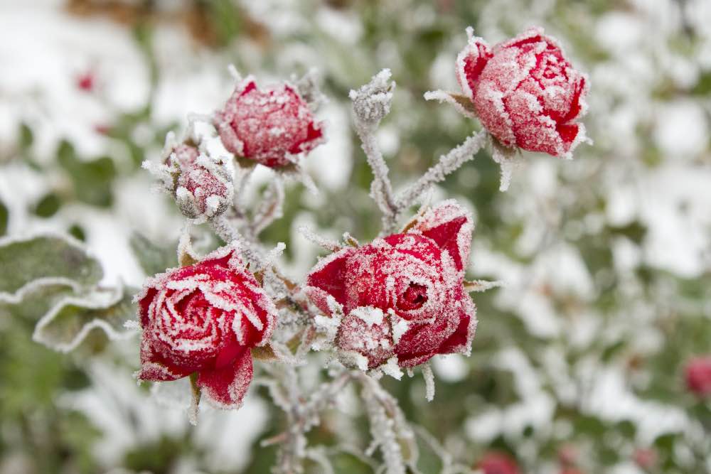 Protecting Plants from Frost 