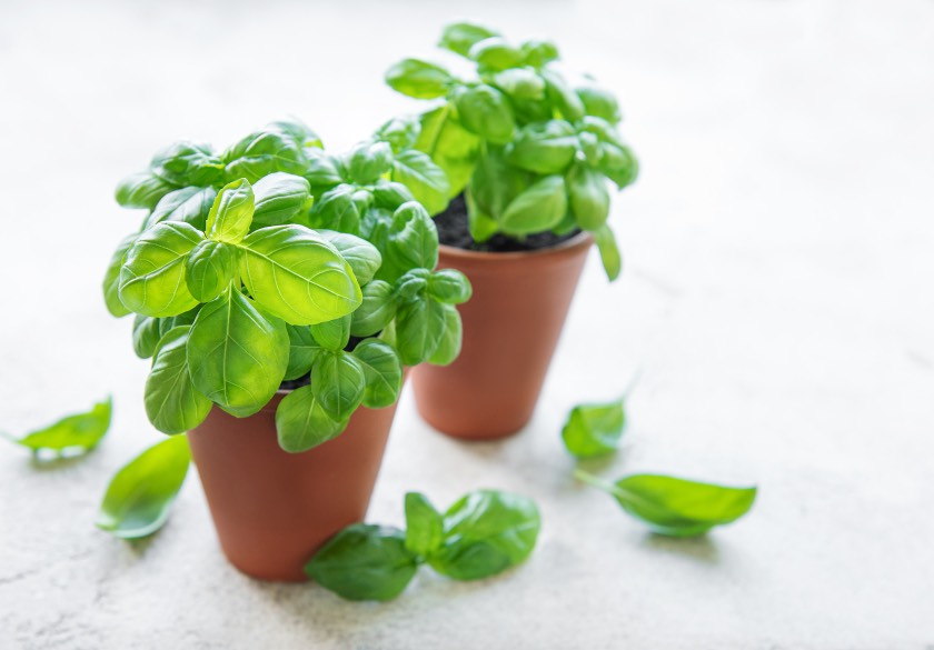 Pruning Basil - Care Basics