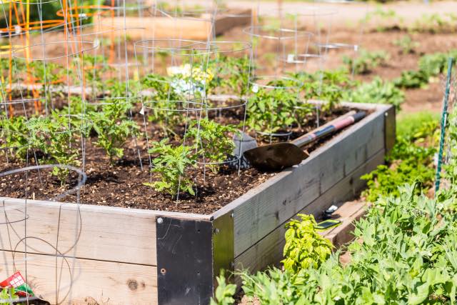 Preparing Raised Beds For Winter