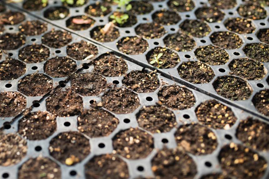 Everything You Need To Know About Seed Starting Containers