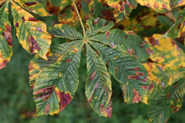 Is Your Tree Sick? Here's How to Tell and What You Can Do to Help