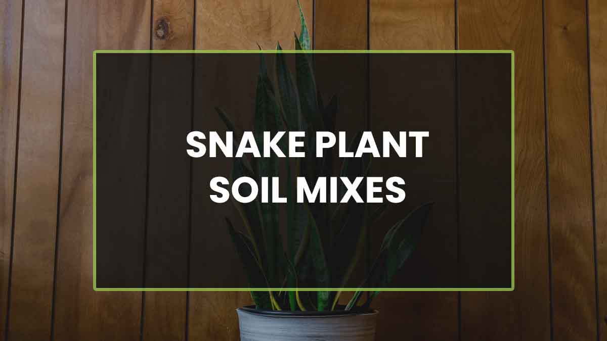 Snake Plant Soil Mix