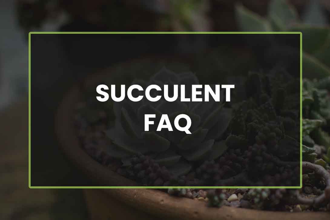 Succulents FAQ - Your Questions Answered