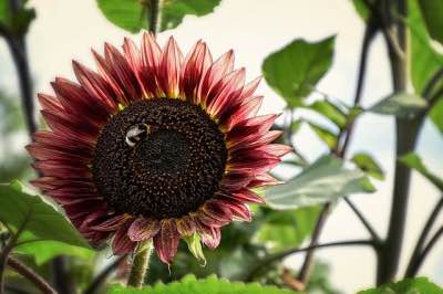 Cherry rose sunflower