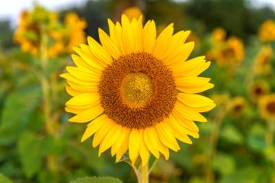 A classic sunflower