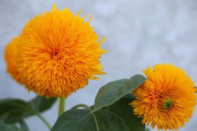 Teddy bear sunflower