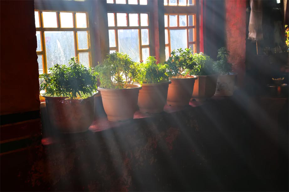 Pre-made Indoor Gardening Kits For Spring