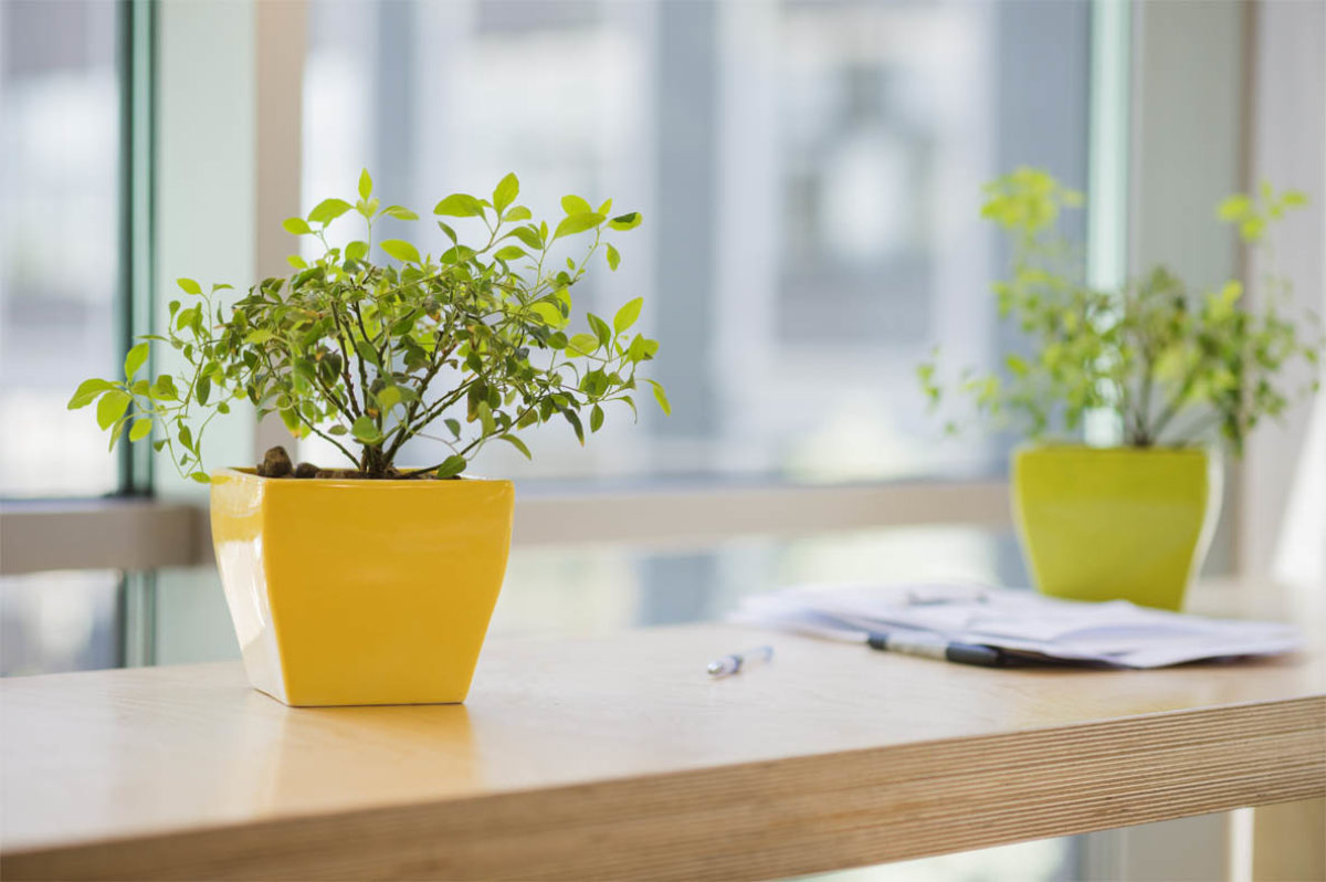 10 Best Plants To Grow Indoors