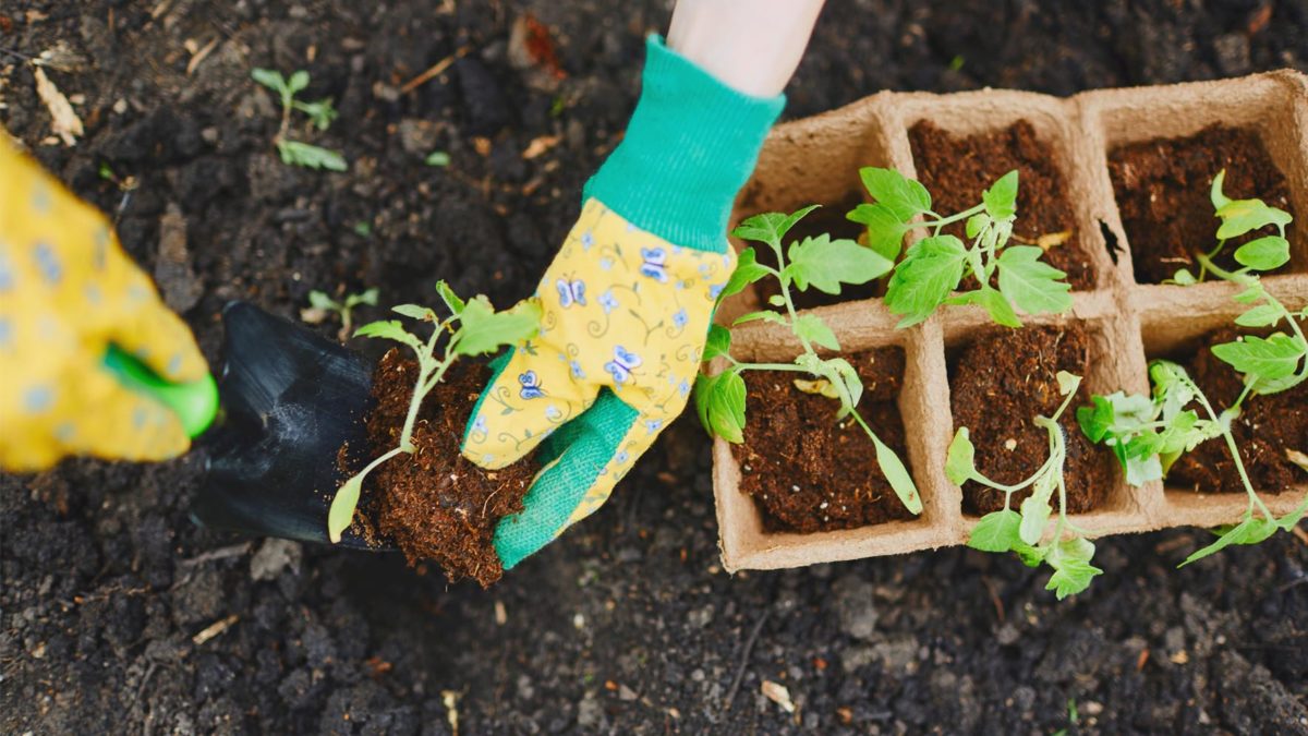 Starting From Seeds - Growing Indoor Plants With Seeds