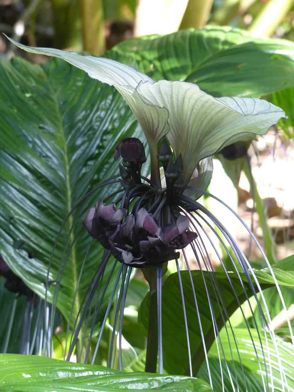 Bat Flower