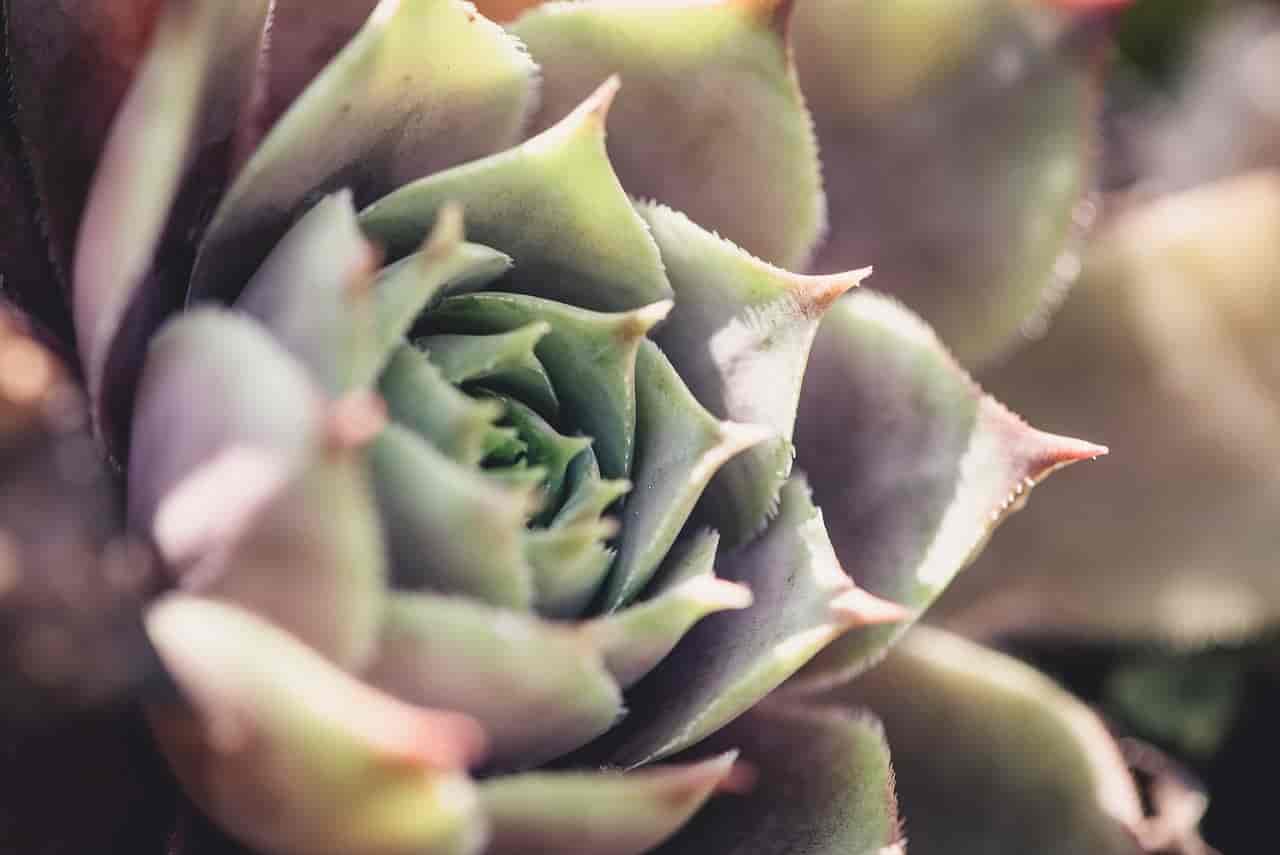 Lipstick Echeveria