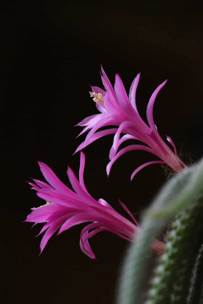 Rat Tail Cactus