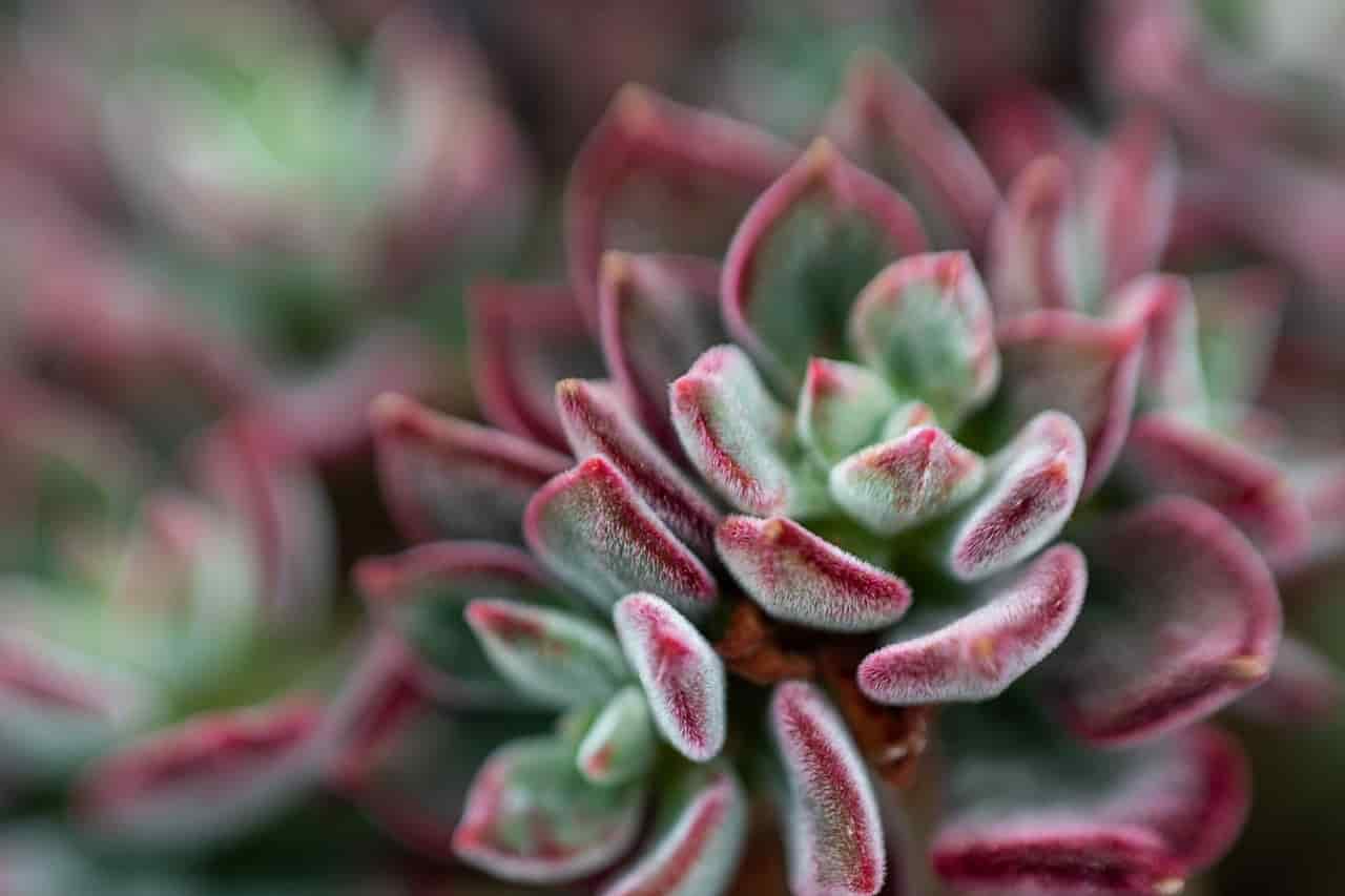 Rose Succulent