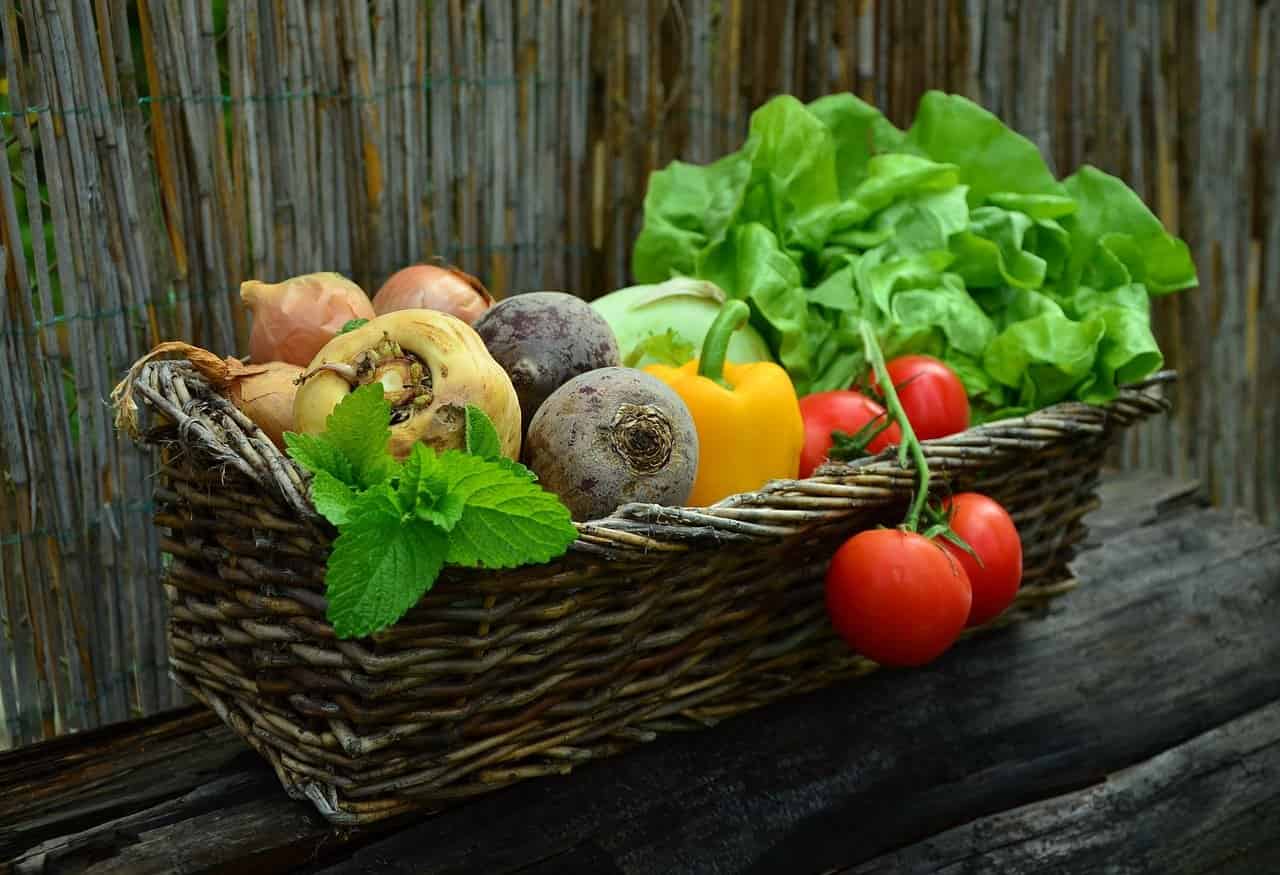 Planting Your First Vegetable Garden: A Beginner’s Guide