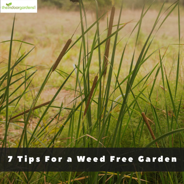Weed Free Garden:  7 Tips For Less Garden Weeds