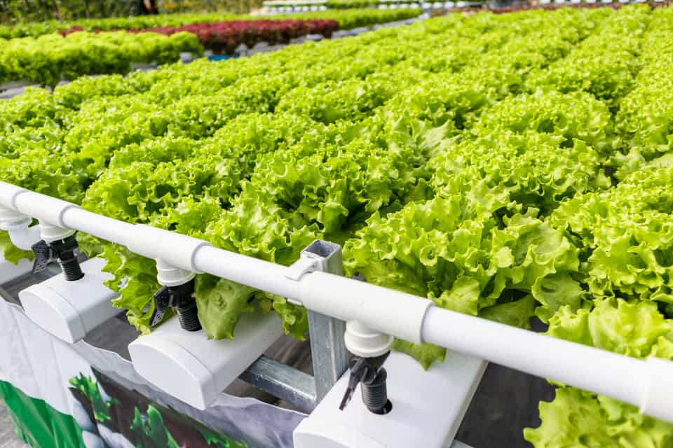 What is Aquaponics - Beginners Guide
