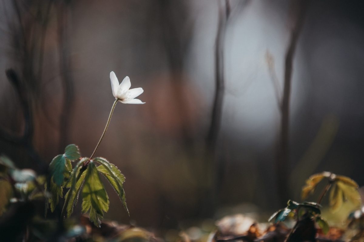 Sunlight Vs Artificial Light – Which is Better for Plants?