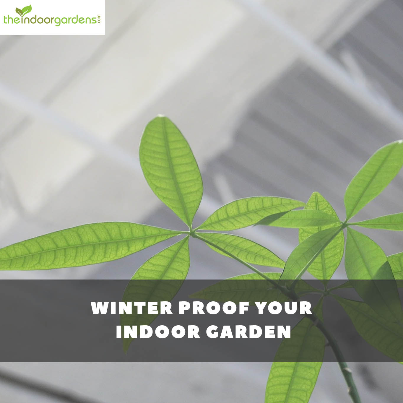 Winter Care For Your Indoor Garden: Winter Proof Your Garden