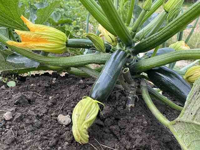 Zucchini Ready To Harvest