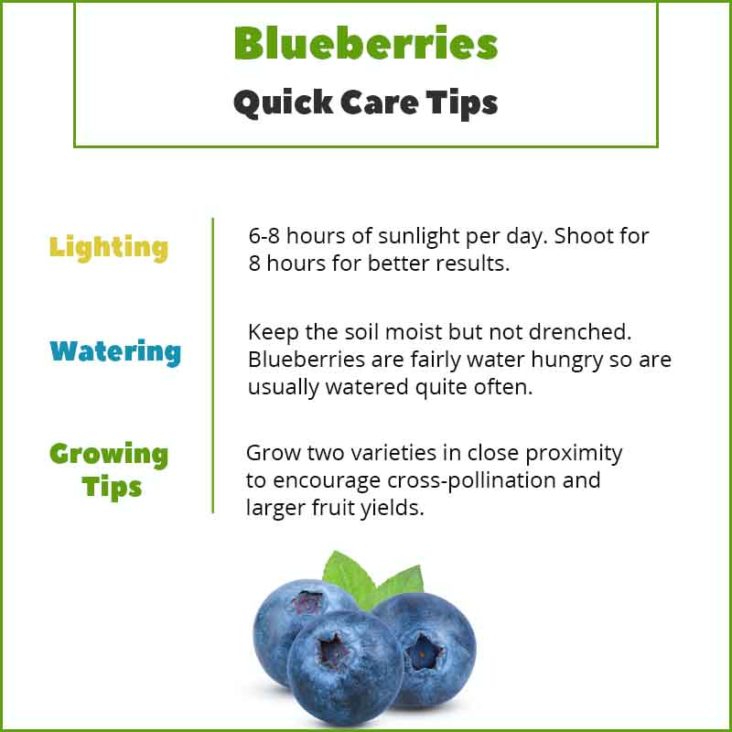 Growing Blueberries Indoors