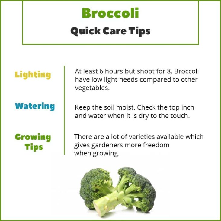 Growing Broccoli Indoors - Quick Care tips