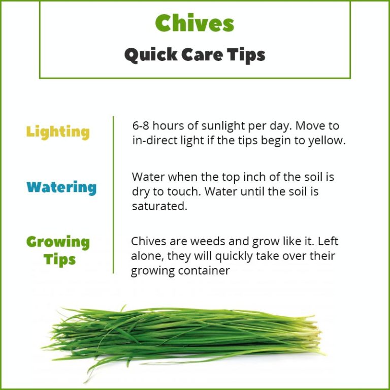 Chives Quick Care Tips