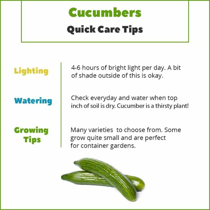 Cucumber Quick Care Tips