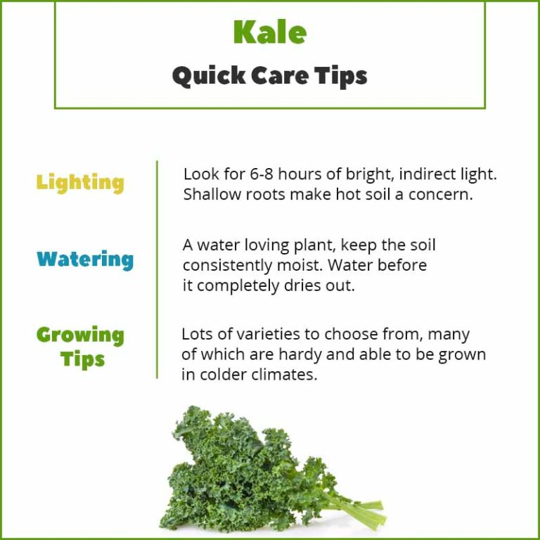 How To Grow Kale Indoors