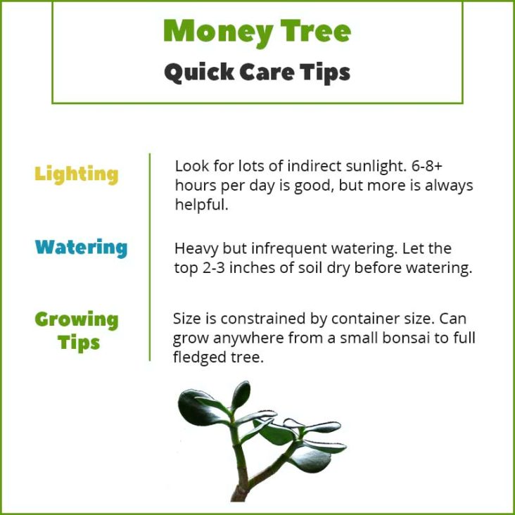 Money Tree Growing Tips