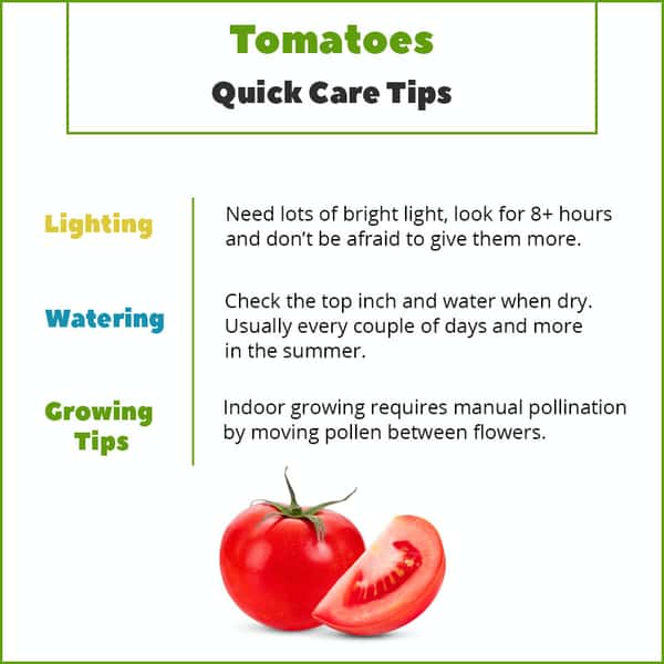 Growing Tomatoes Indoors