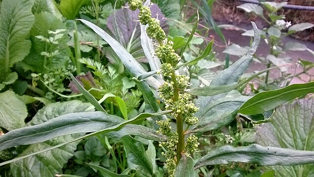 Bolting Spinach
