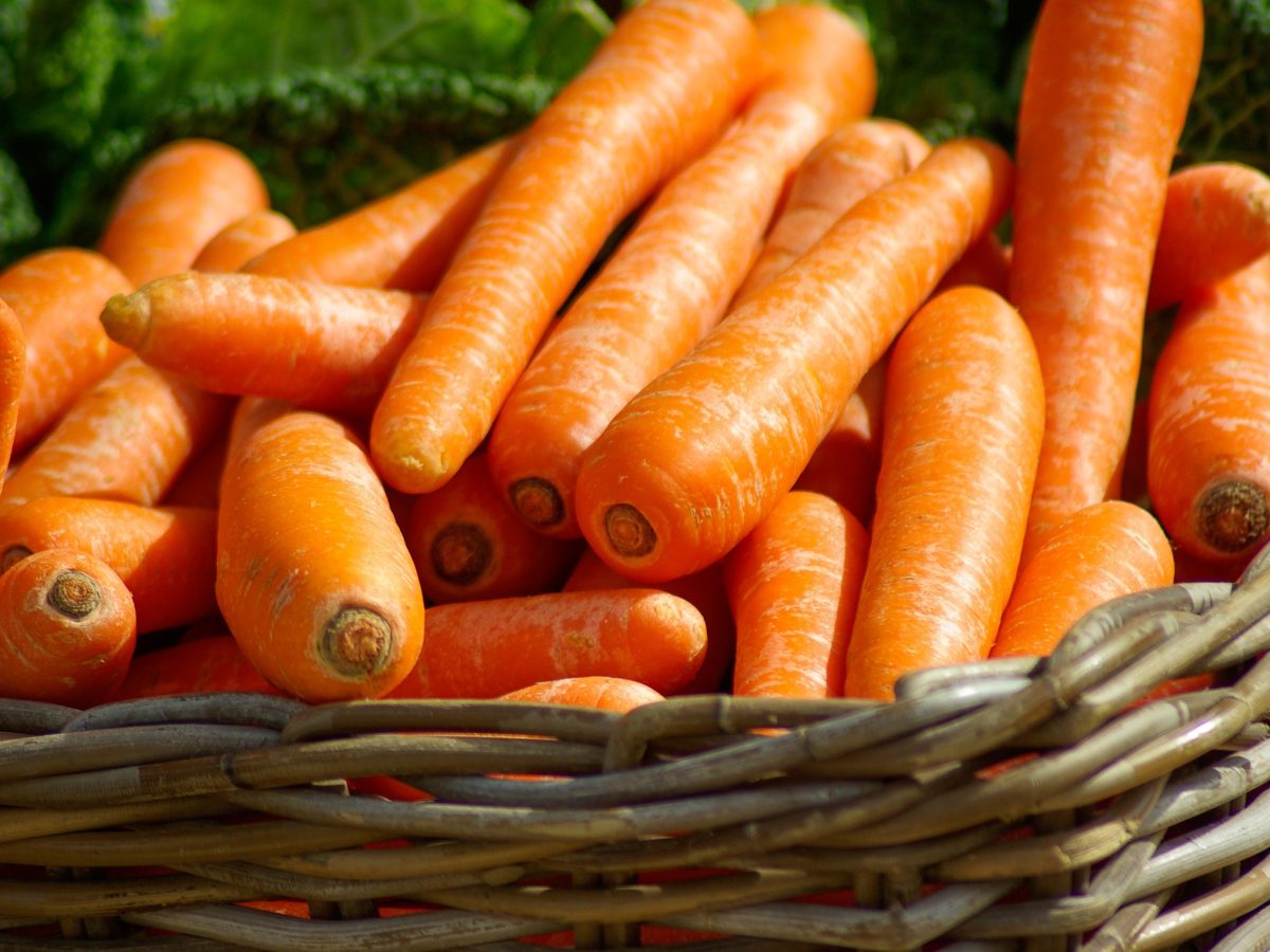 Growing Carrots Indoors