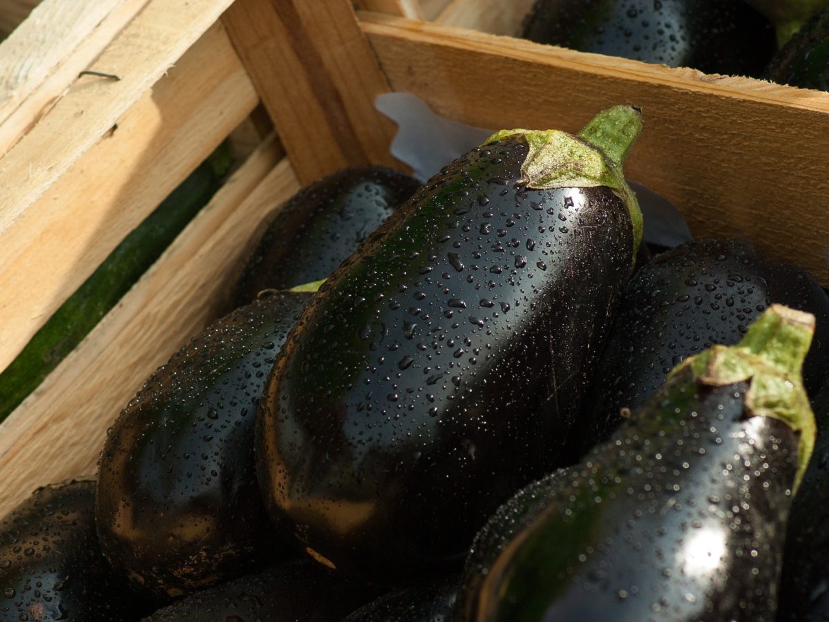 Growing Eggplants Indoors