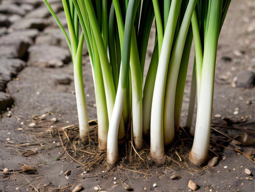 Green Onions Ready To Harvest