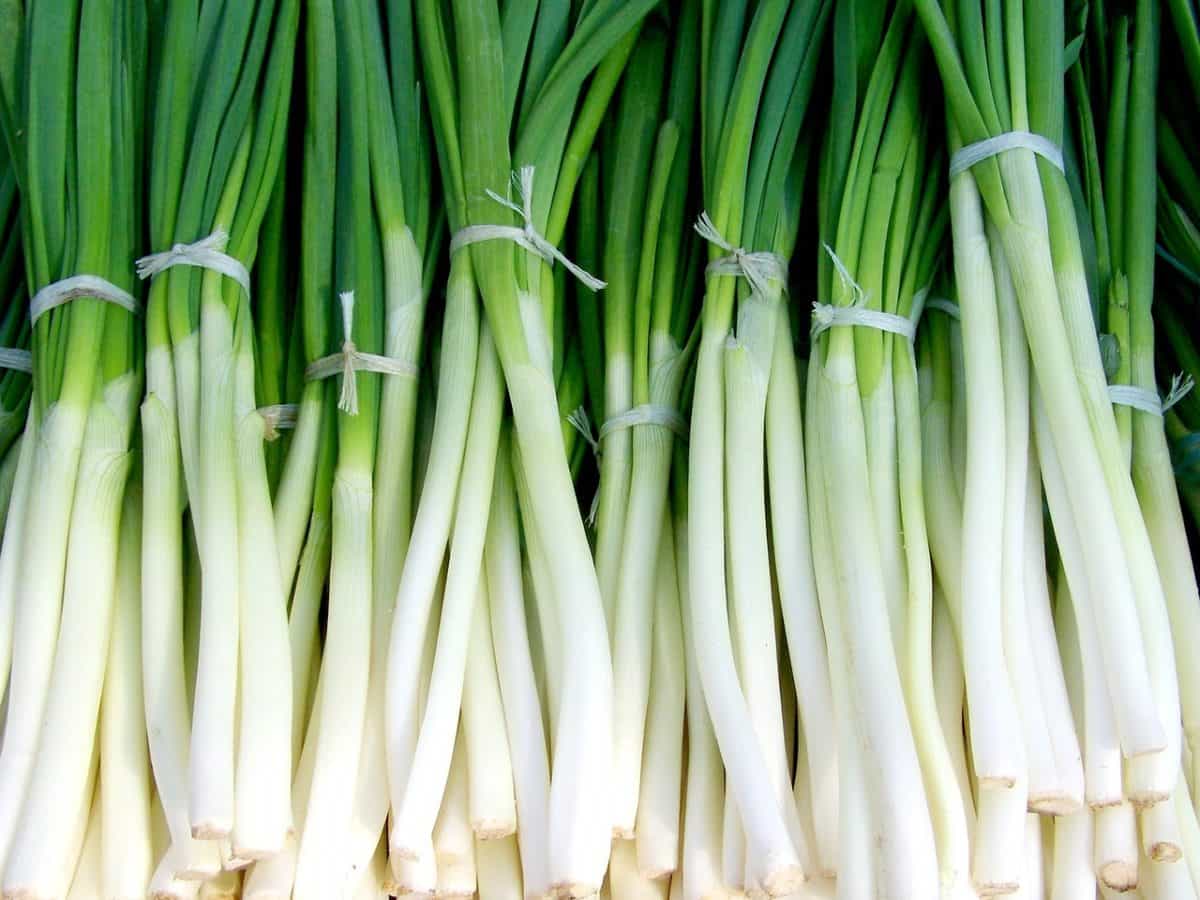 How To Grow Scallions Indoors