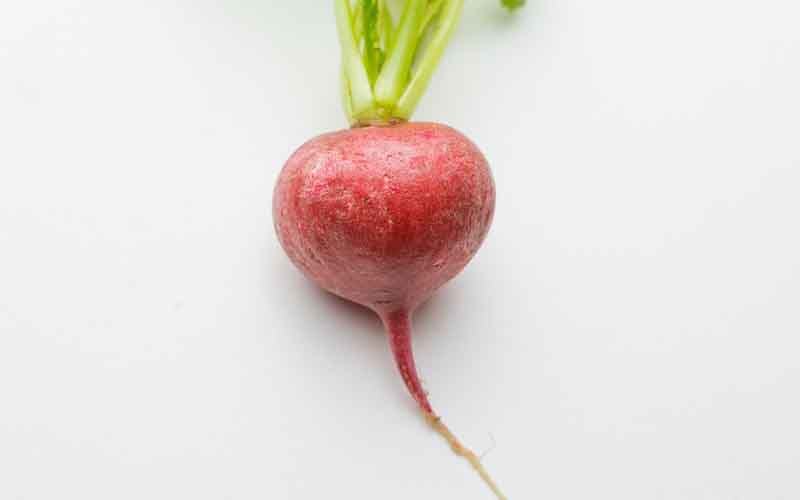 Close up of Radishes