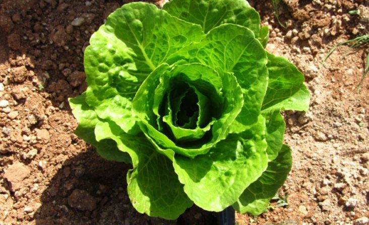 Close up of lettuce