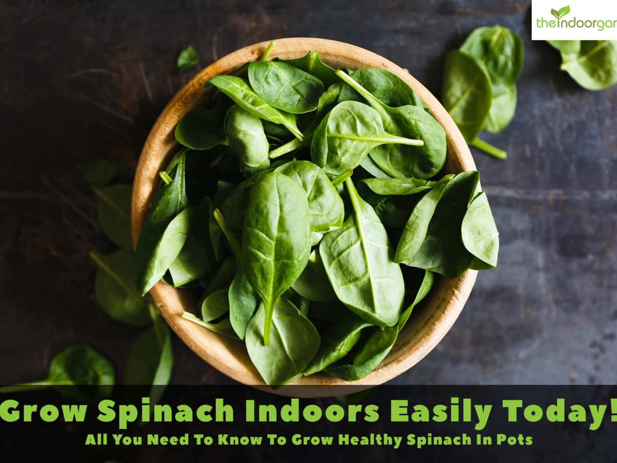 Growing Spinach Indoors in Pots