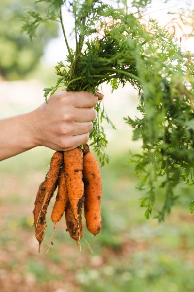 Harvesting Carrots