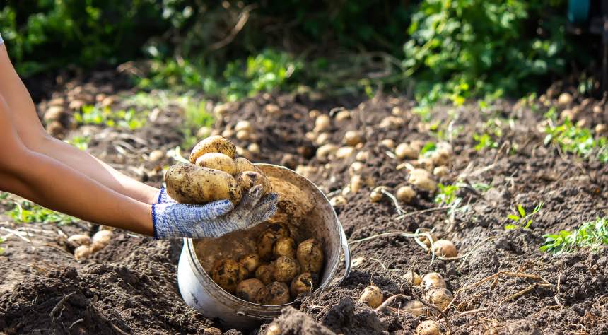 ​What Is Hilling Potatoes And Why Do We Do It